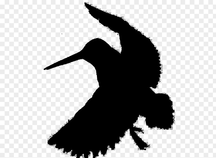 Swans Beak Goose Bird Duck PNG