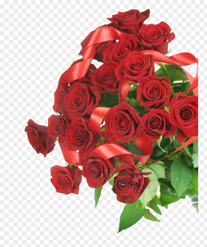 The Red Ribbon Wound Rose Beam Beach Garden Roses Flower PNG