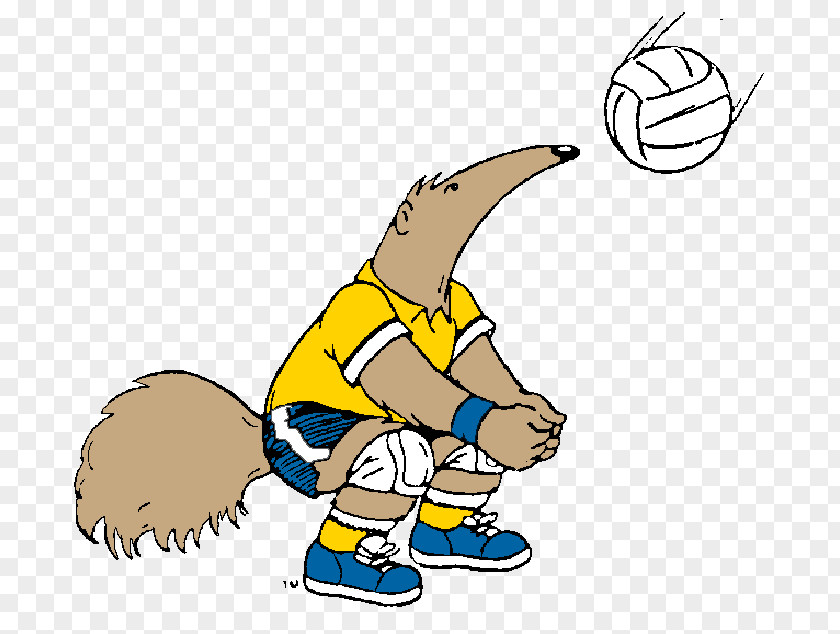 Volleyball University Of California, Irvine UC Anteaters Men's Basketball Clip Art Women's PNG