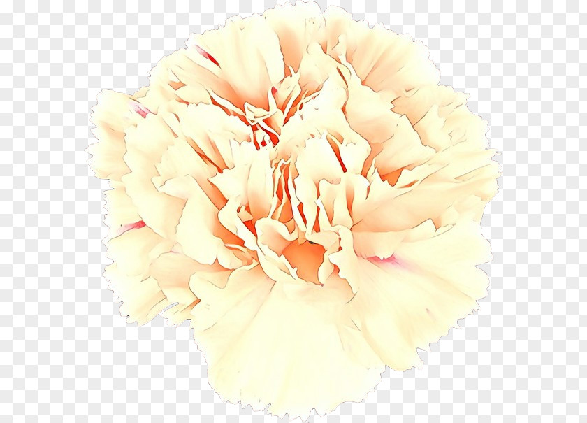 Carnation Cut Flowers Flower Bouquet Rose Family PNG