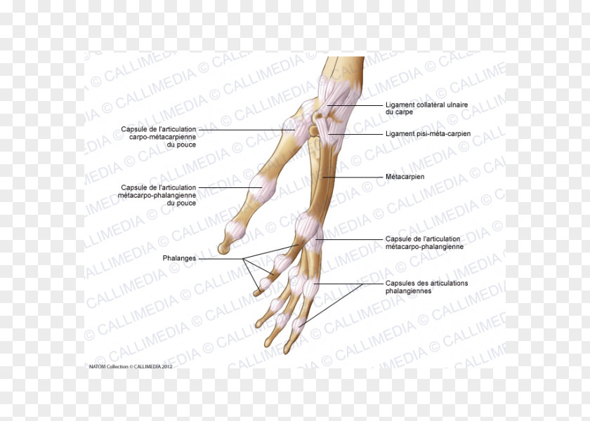 Hand Thumb Joint Capsule Human Anatomy PNG