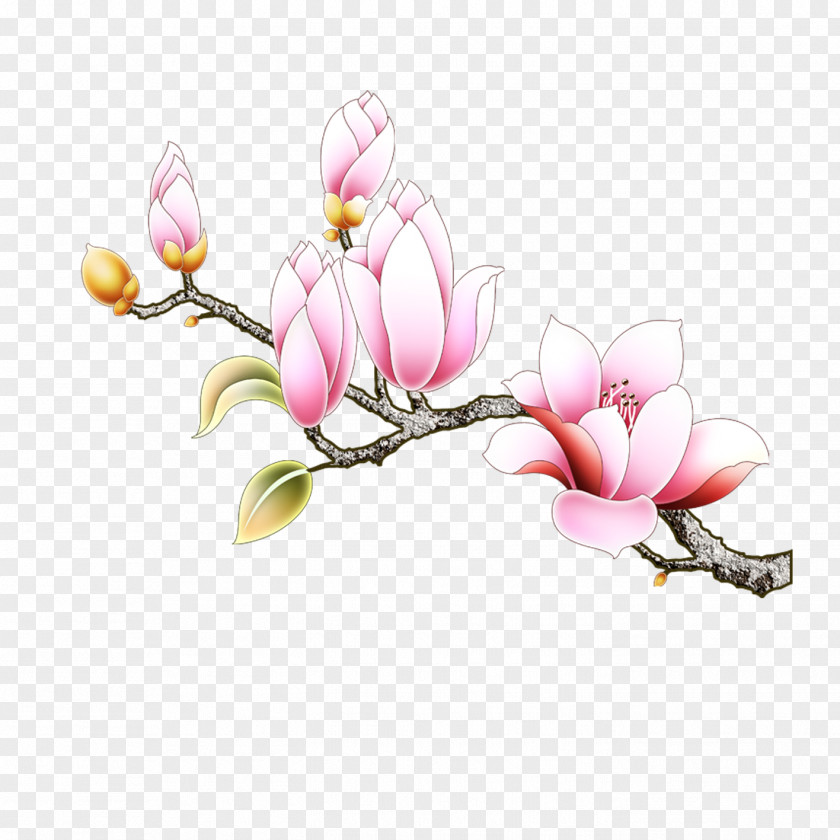 Magnolia Flowers Southern Euclidean Vector Denudata PNG
