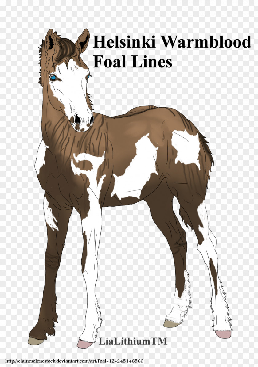 Mustang Stallion Foal Mare Halter PNG