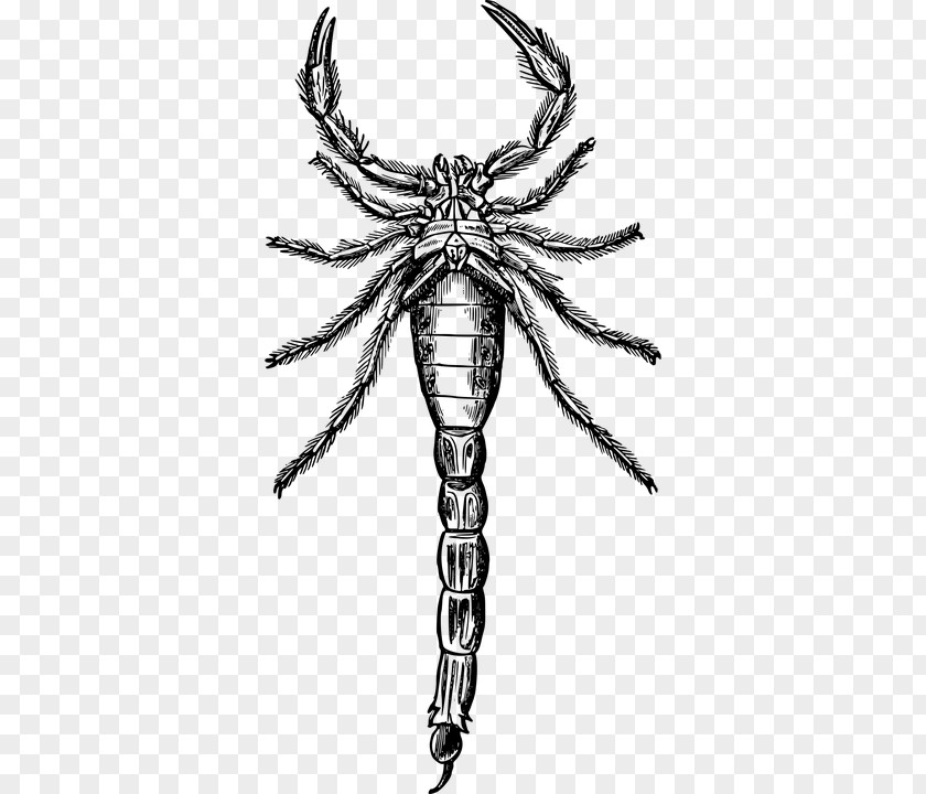 Scorpion Drawing Clip Art Image Stock Photography PNG