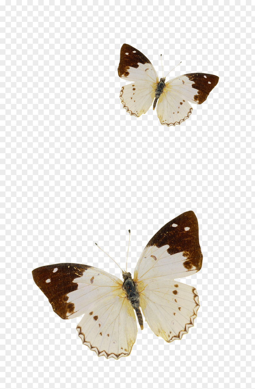 Butterfly Nymphalidae Pieridae PNG
