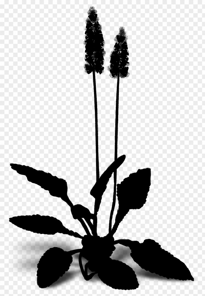 Flowering Plant Stem Leaf Silhouette PNG