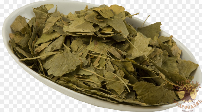 Ginkgo-biloba English Marigold Plants Maidenhair Tree Leaf Herb PNG