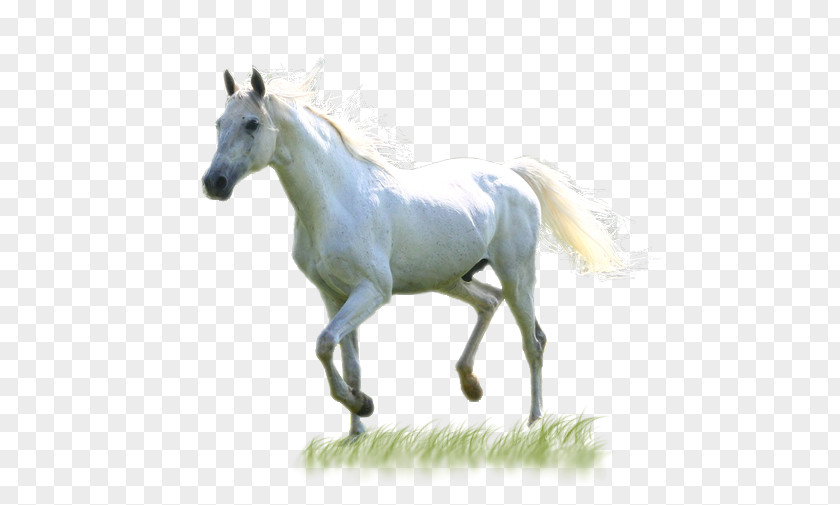 Horse Mustang Mare Stallion Horses PNG