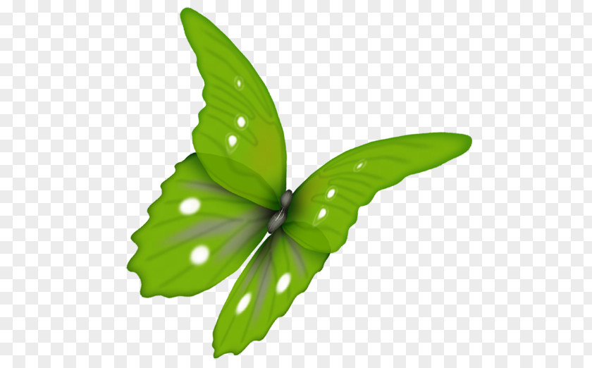 Papillon Butterfly Green Clip Art PNG