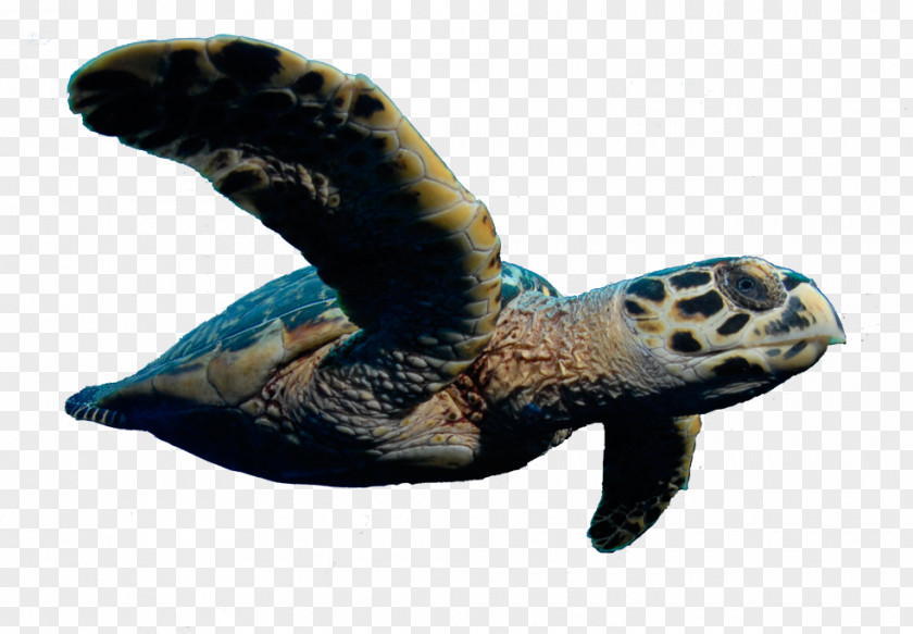 Turtle Loggerhead Sea Tortoise PNG