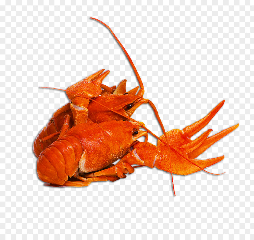American Lobster Crayfish As Food Caridea Beer PNG lobster as food Beer, beer clipart PNG