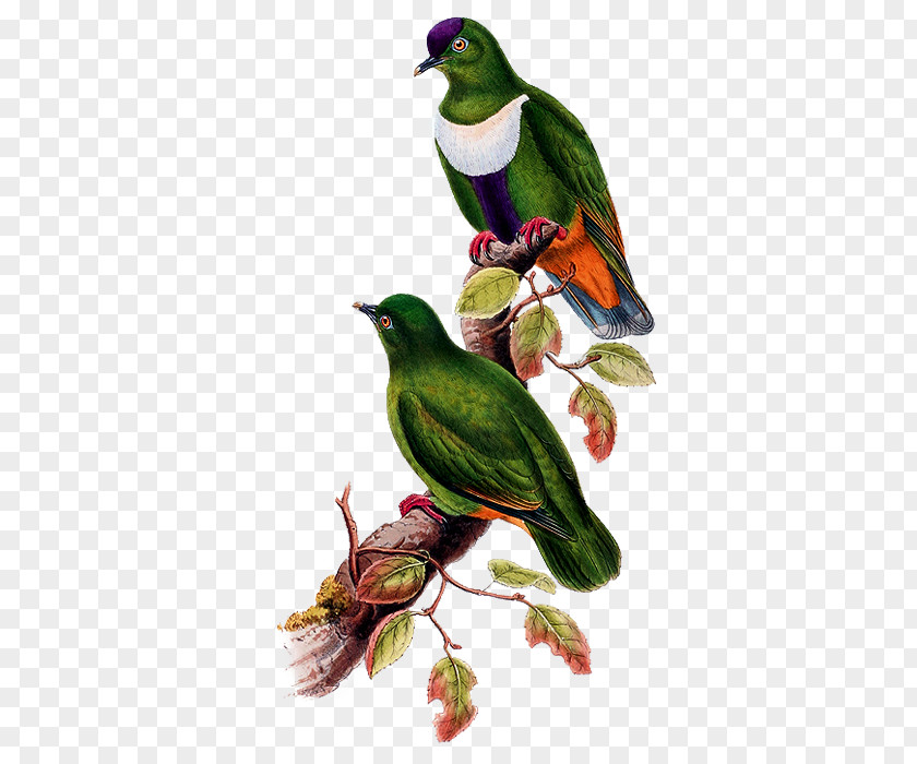 Bird Pictures White-bibbed Fruit Dove Clip Art PNG