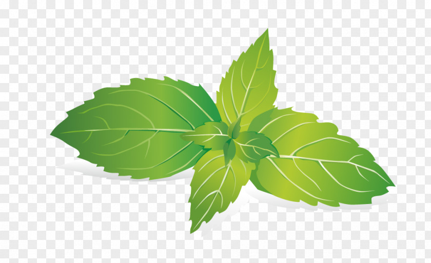 Mint Leaves Leaf Raster Graphics PNG