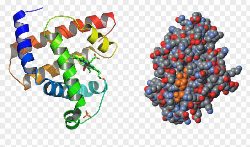 Myoglobin Hemoglobin Molecule Protein Tertiary Structure Amino Acid PNG