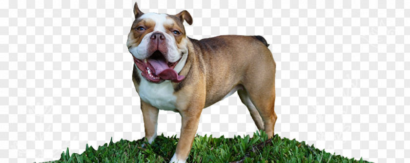 Puppy Dog Breed French Bulldog American Pit Bull Terrier Olde English Bulldogge PNG