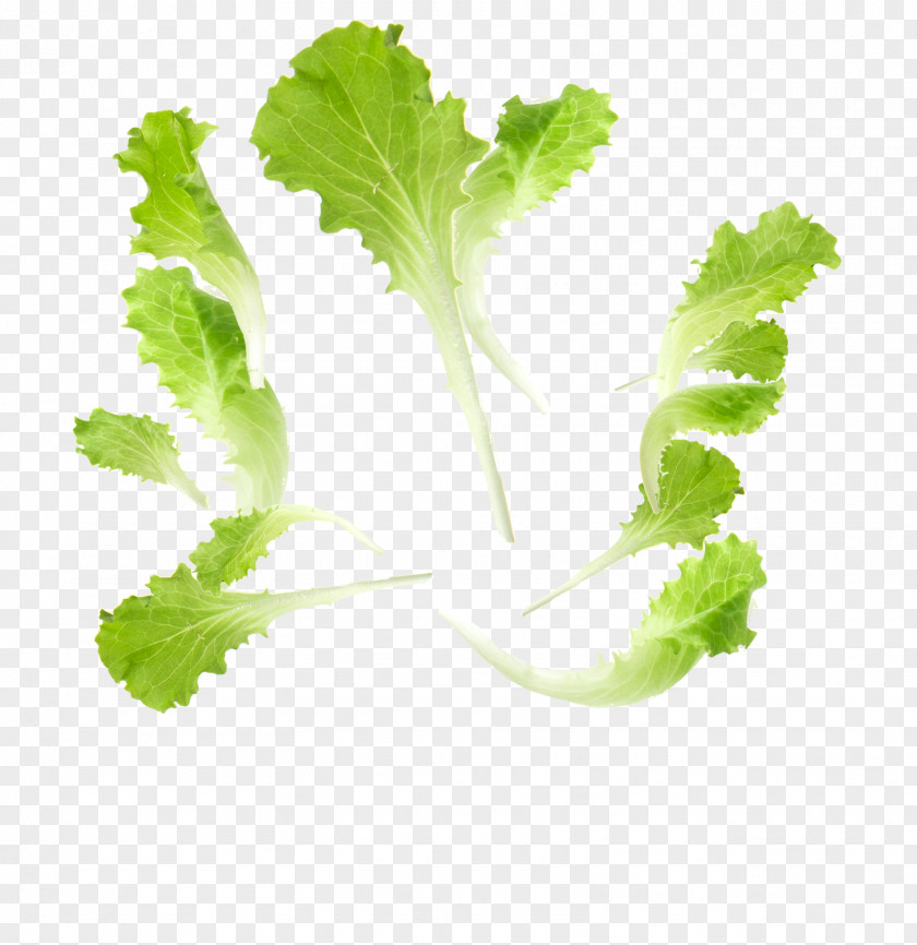 Salad Leaf Vegetable Food Lettuce PNG