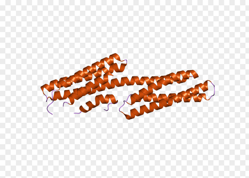 Vinculin Integrin Cytoskeleton Actin Protein PNG