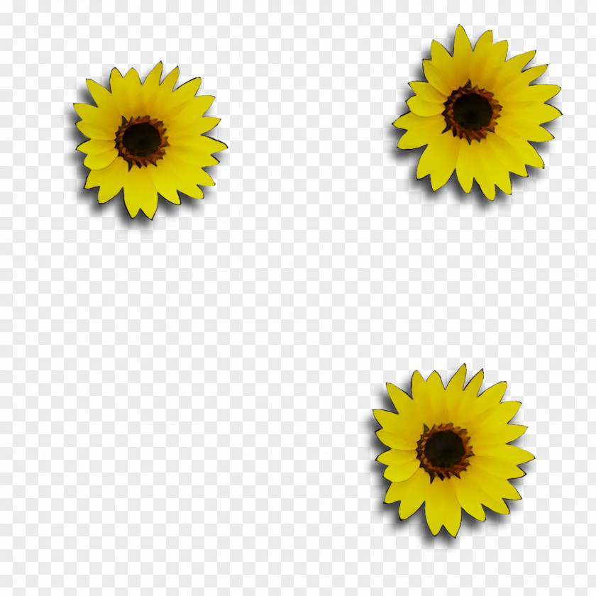 Yellow Sunflower PNG