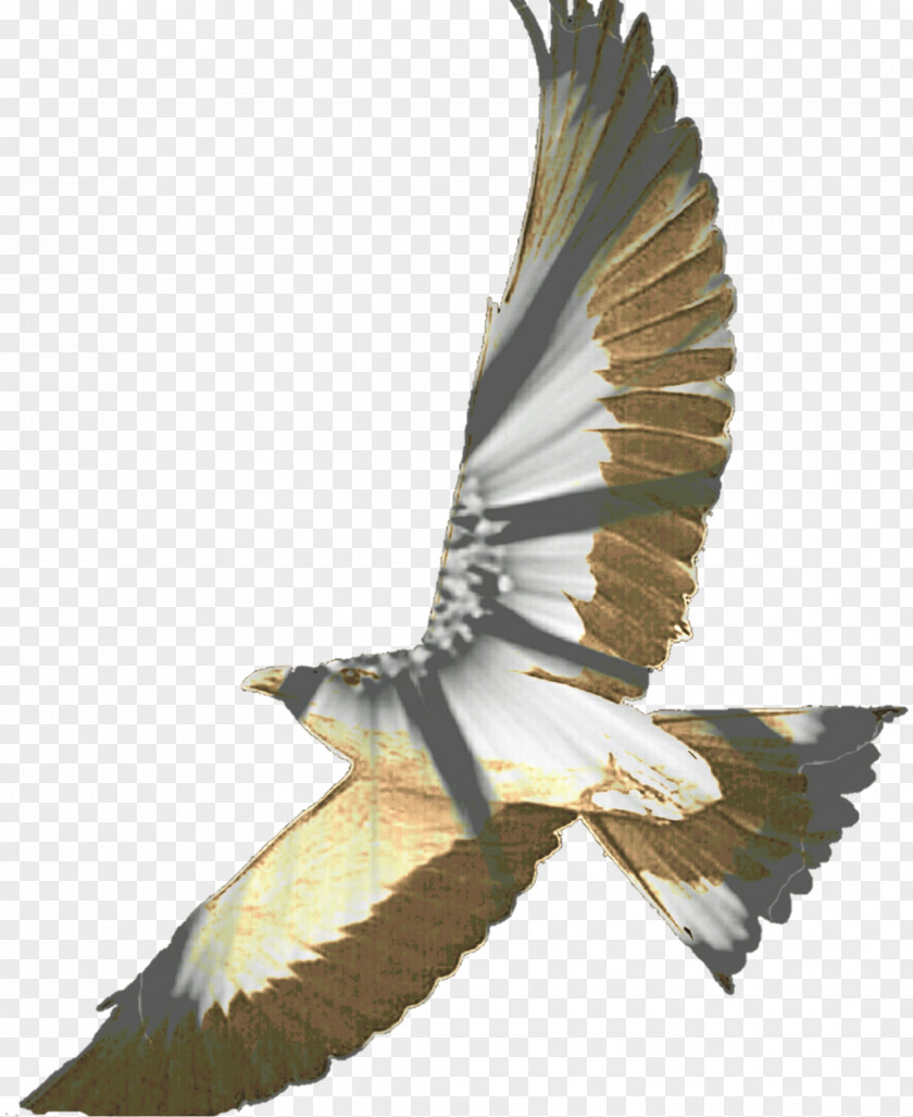 Blue Bird Of Prey PNG