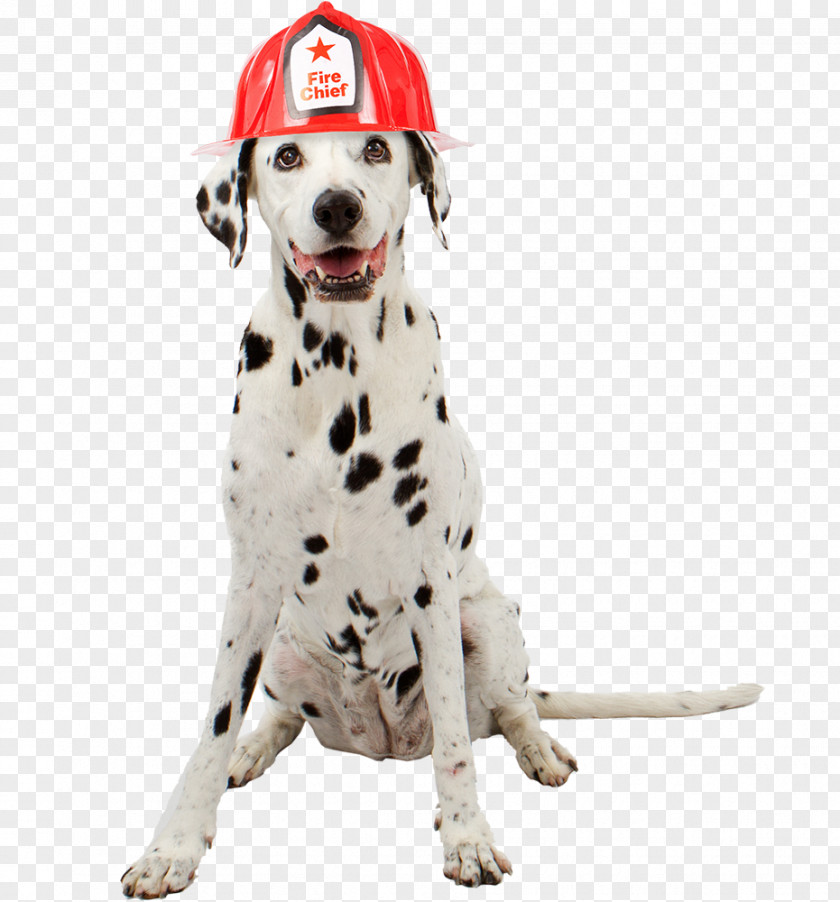 Dalmatian Dog Cat Pet Sitting Firefighter PNG