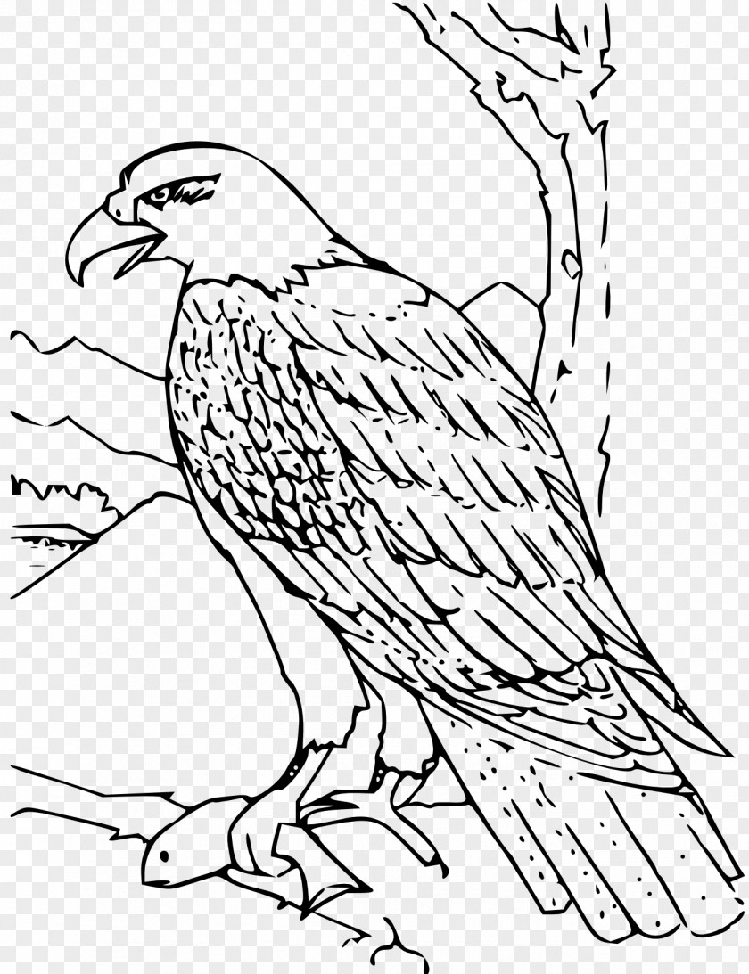 Eagle Sketch Bald Coloring Book Golden PNG