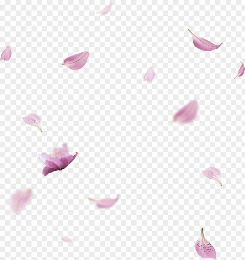 Lavender Fresh Flowers Petal Floating Material PNG fresh flowers petal floating material clipart PNG