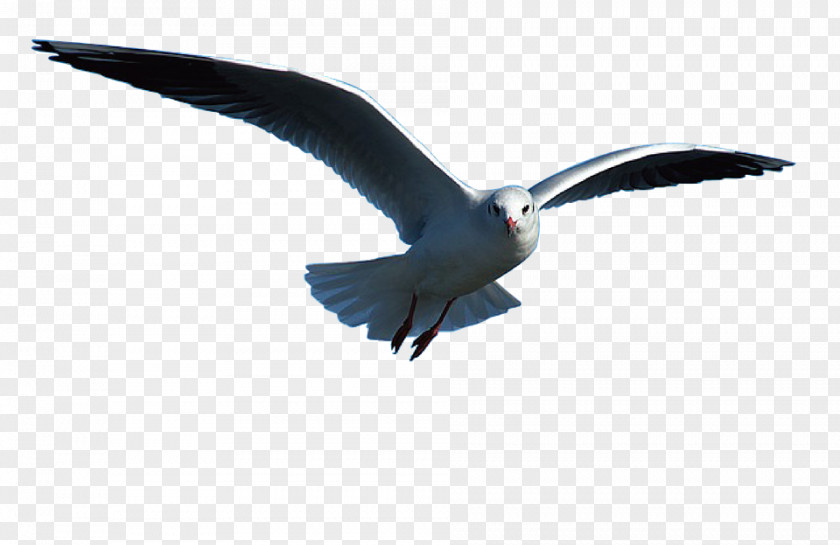 Bird Gulls Clip Art Download PNG