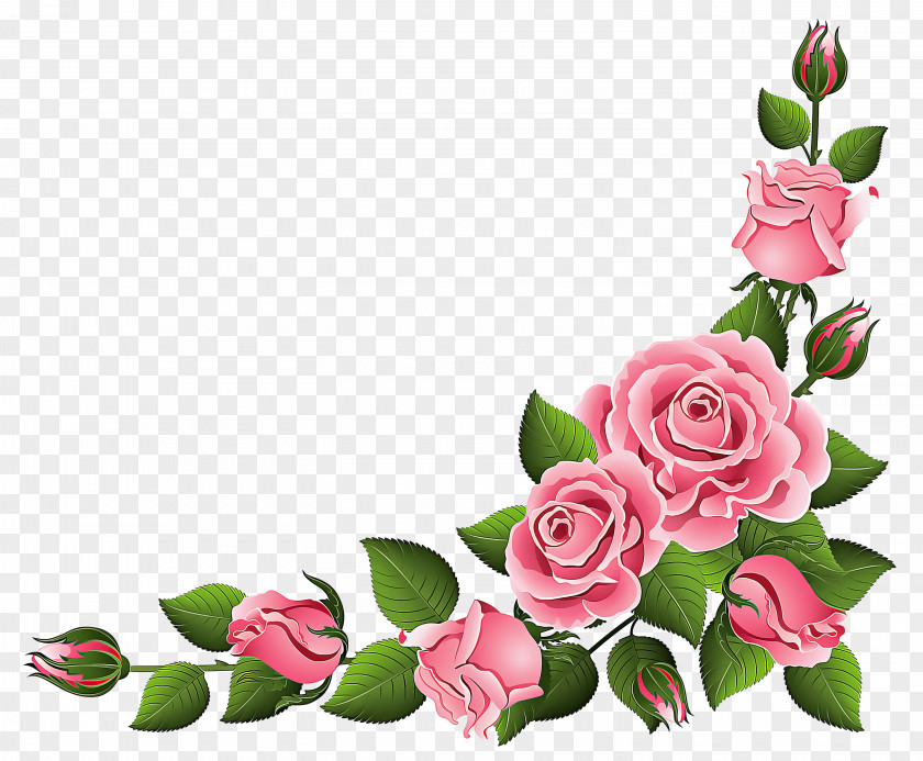 Flowering Plant Petal Garden Roses PNG