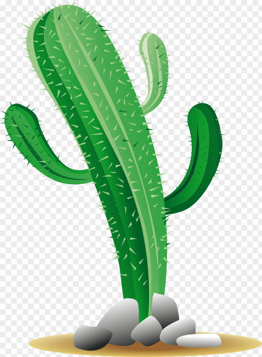 Green Minimalist Cactus Cactaceae PNG