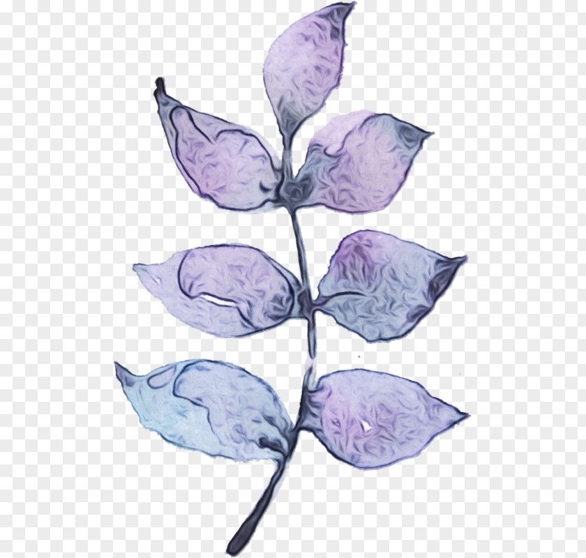 Herbaceous Plant Anthurium Lilac Flower PNG