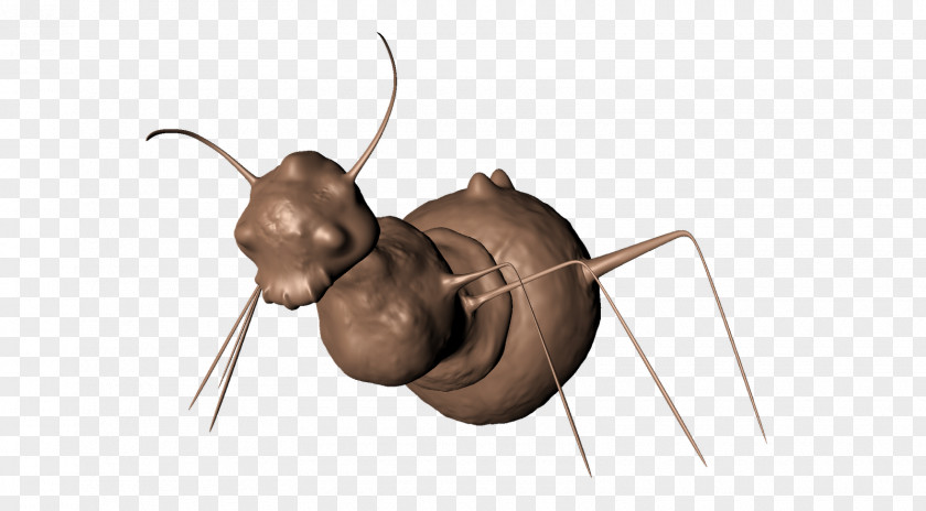 Insect Ear Snout Pest PNG