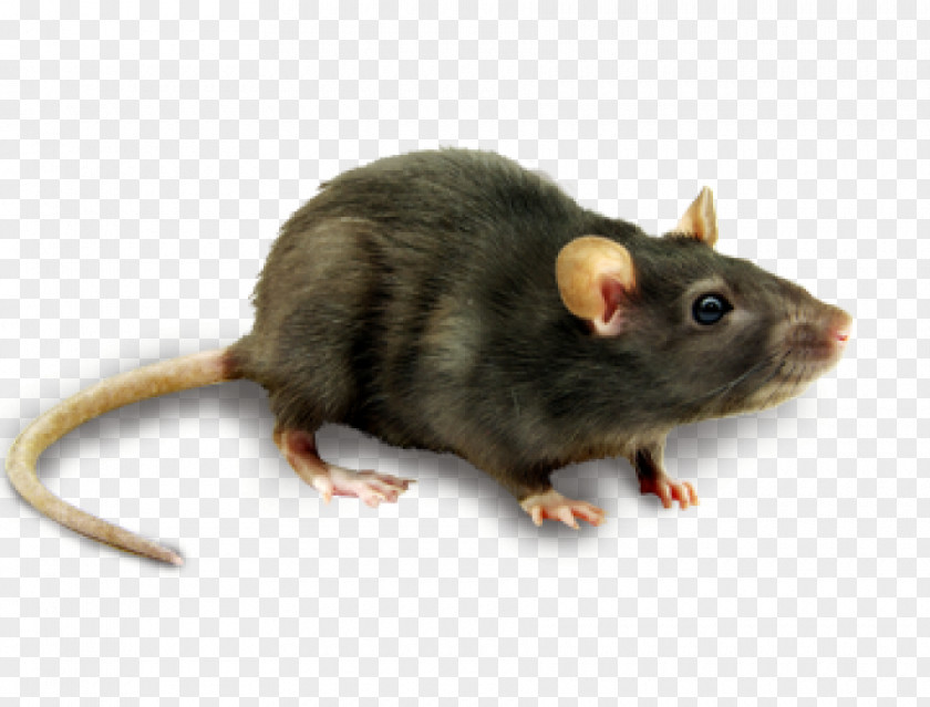 Mouse Computer Rodent PNG