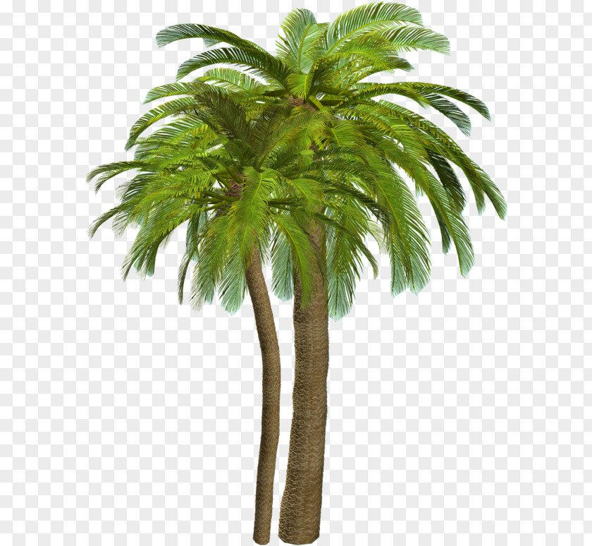 Palm Tree Drawing Trees Clip Art Adobe Photoshop File Format PNG