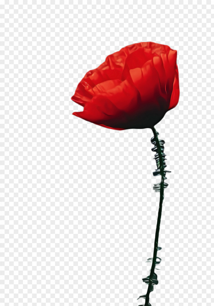 Rose Order Cut Flowers Background PNG
