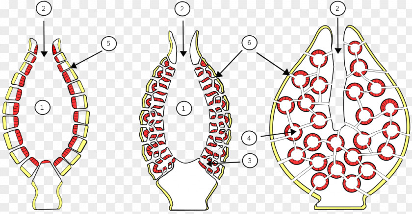 Sea Sponge Asexual Reproduction Budding Spongia Officinalis PNG