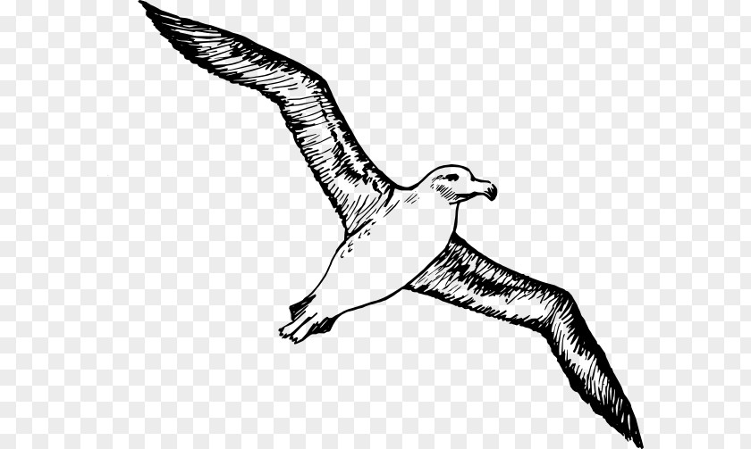 Albatross Clip Art PNG