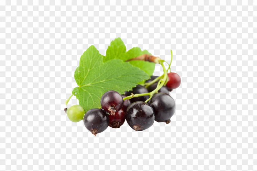 Blueberry Juice Blackcurrant Frutti Di Bosco Flavor Aronia Melanocarpa PNG
