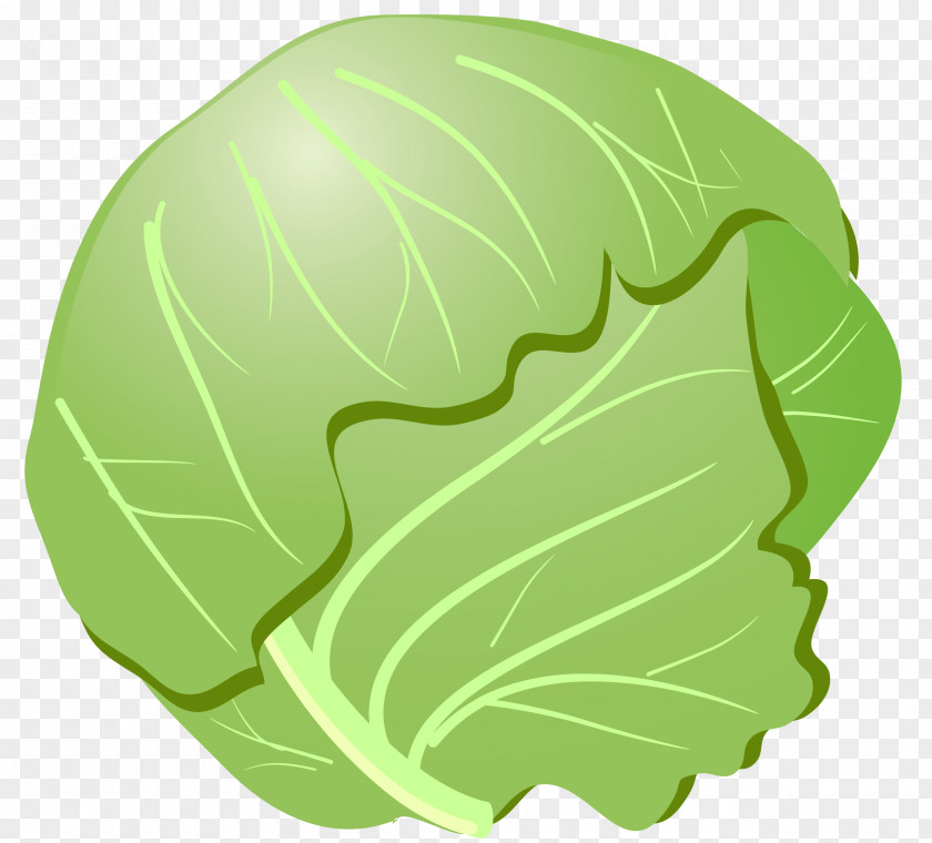 Cabbage Savoy Bento Vegetable PNG