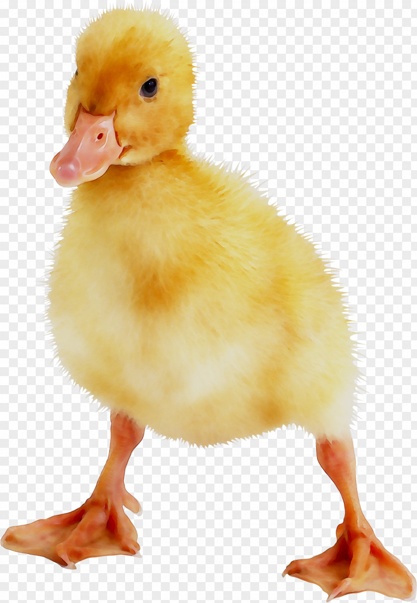 Donald Duck Daisy Mallard Mulard PNG