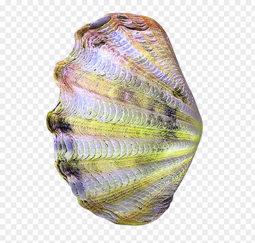 Seashell Image Computer File Download PNG