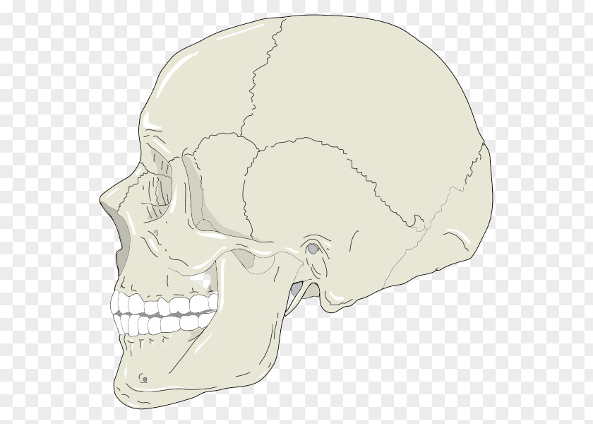 Skull Profile Clip Art Vector Graphics Image PNG