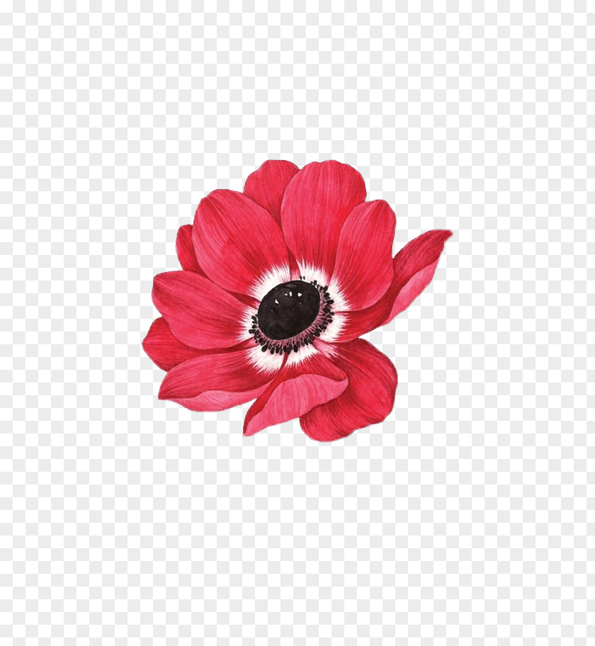 Watercolor Red Gerbera IPhone 5s 6S Flower PNG