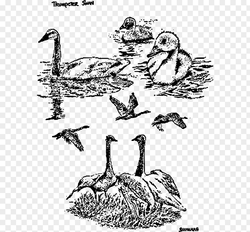 Duck Goose Chicken Mute Swan Bird PNG