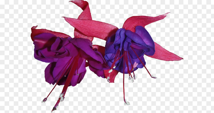 Flower Fuchsia Purple PNG