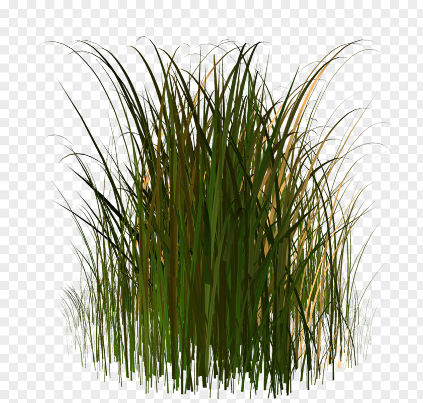 Plant Stem Straw Lawn PNG