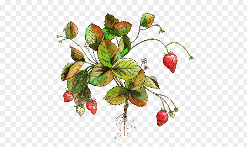 Red Strawberry Aedmaasikas Fruit Amorodo PNG