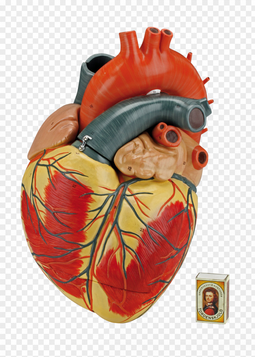 Wide Heart Anatomy Biology Torso Dissection PNG