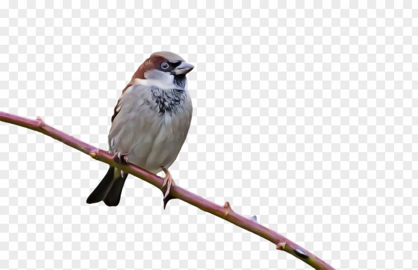 House Sparrow Finches American Sparrows Wrens Common Nightingale PNG