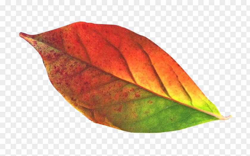 Autumn Leaf Clip Art PNG