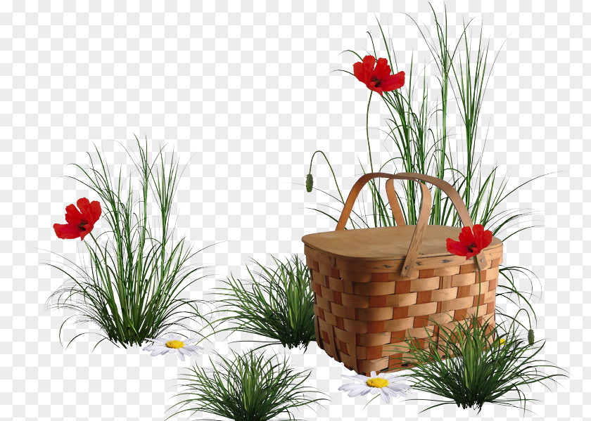 Fountain Grass Common Poppy Image Desktop Wallpaper Download PNG